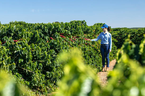 istock Woman farmer in coffee plantation 2180972240