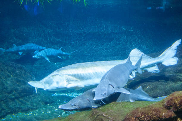 istock Large fish swimming in blue water 2180972318