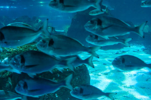 School of fish swimming in blue water