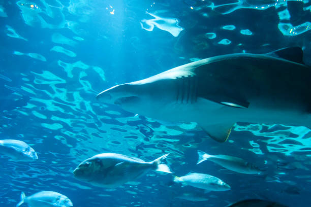 istock Large grey shark swimming in blue water 2180972361