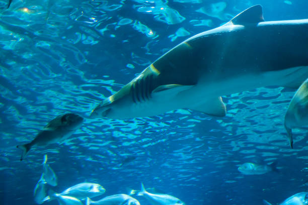istock Large grey shark swimming in blue water 2180972362