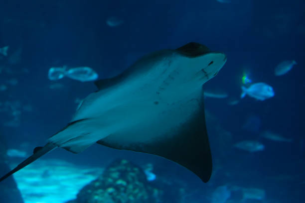 istock Large ray swimming in blue water 2180972363