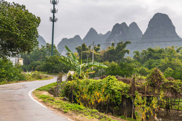 Bamboo and tea surrounded by limestone mountains in Xing Ping, Guilin