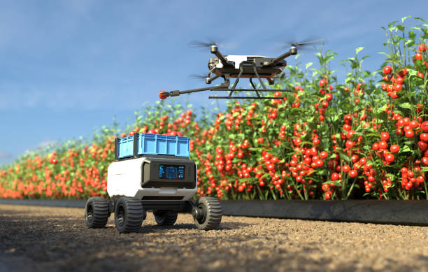 istock Drone is picking tomatoes in a tomato garden, Agricultural robots work in smart farms, Smart agriculture farming concept. 3D illustration 2180976441