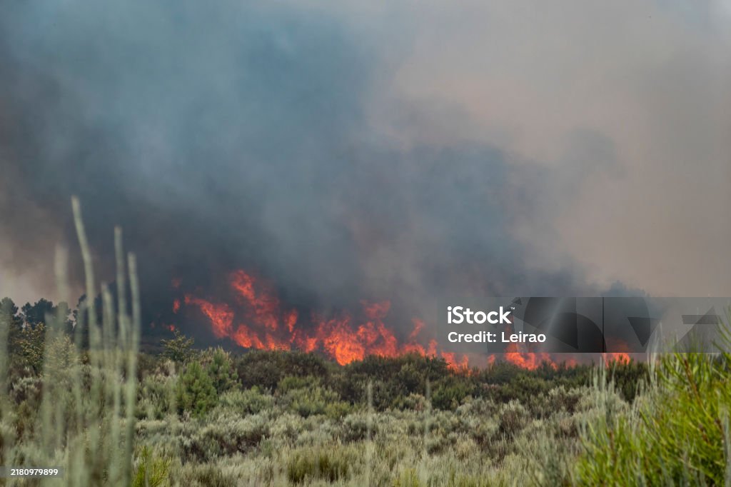 Fire Devastating Environmental Disaster With Forest Fire Devastating Nature Stock Photo ...