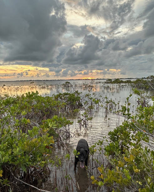 istock Happy dog in Florida Keys mangroves 2180981781