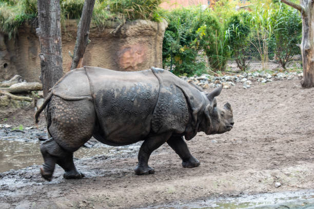 istock rhino in the wild walking 2180983395