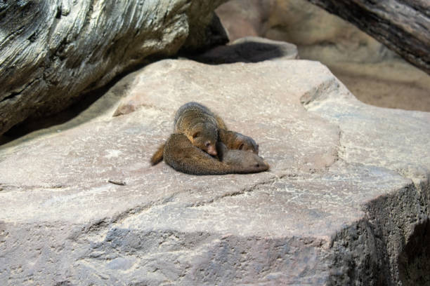 istock Meerkat on the stone in nature 2180983827