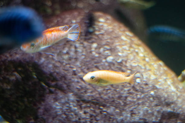 istock Fish in aquarium in a Berlin Zoo 2180984598