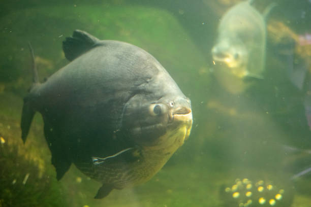 istock Fish in aquarium in a Berlin Zoo 2180985278