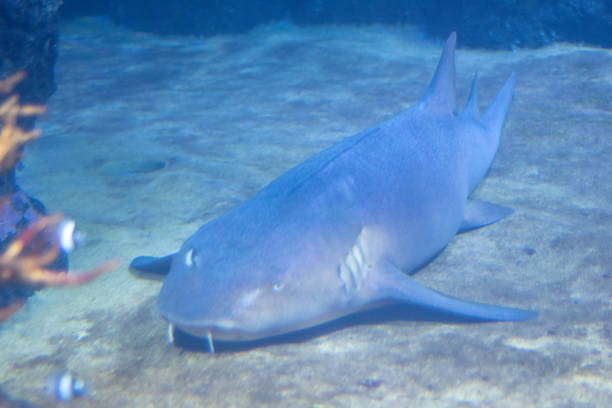 istock Fish in aquarium in a Berlin Zoo 2180985282