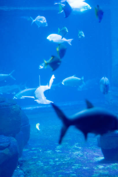 istock Fish in aquarium in a Berlin Zoo 2180985300