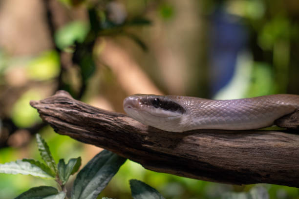 istock Snake in the wilderness close up 2180985969
