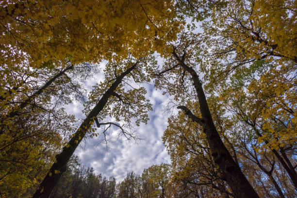 Tree tops in autumn yellow leaves rest against the blue sky with white clouds in the forest in fall