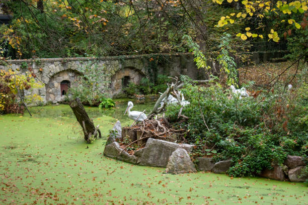 istock Pelican bird in a swamp. 2180986443