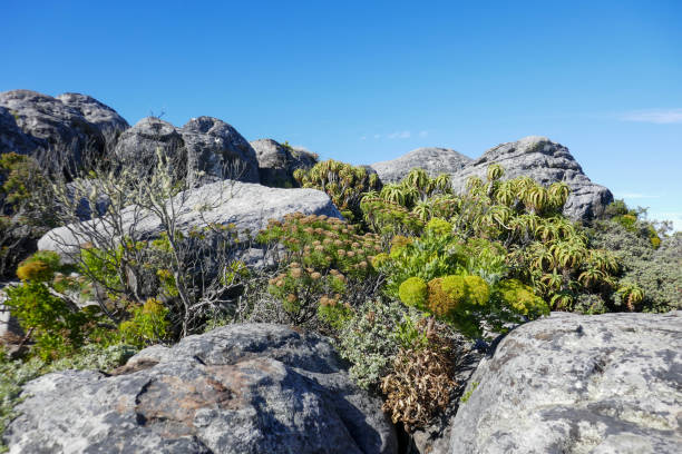 Wild Flowers, plants and trees in the nature around  Cape Town, South Africa,
