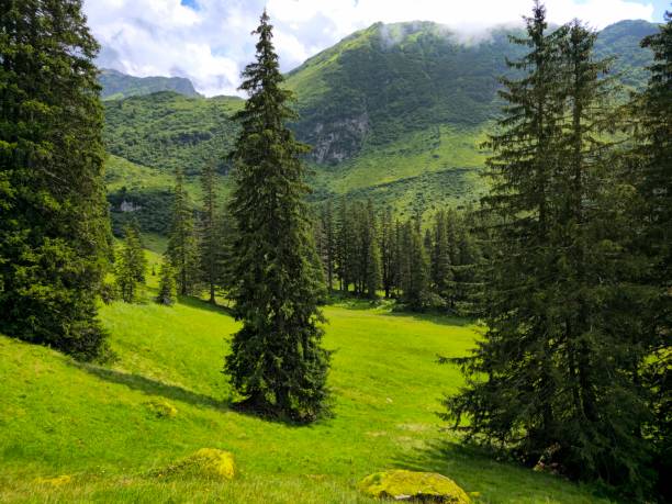 Woodland with old fir trees. Captured in the swiss alps (canton of glarus) at an altitude of 1700m.