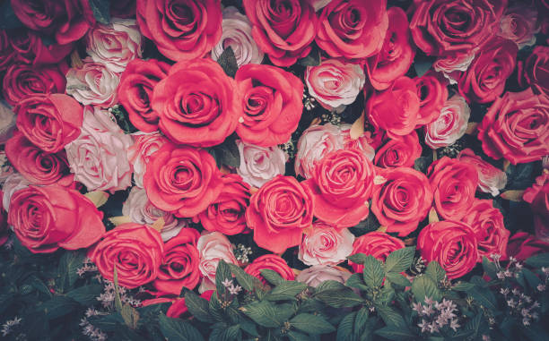 istock A vintage-inspired image of pink and red roses arranged in a dense pattern. 2180988062