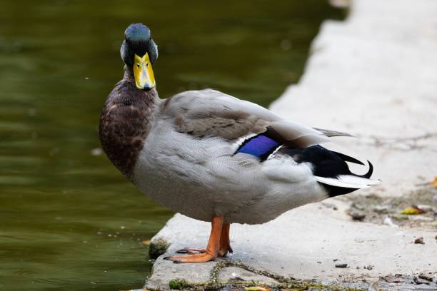 A close-up shot of a male mallard duck standing on the edge of a pond with vibrant plumage and a blurred water background.