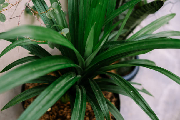 istock A pandan tree in a pot, showcasing lush green leaves with a tropical 2180990154