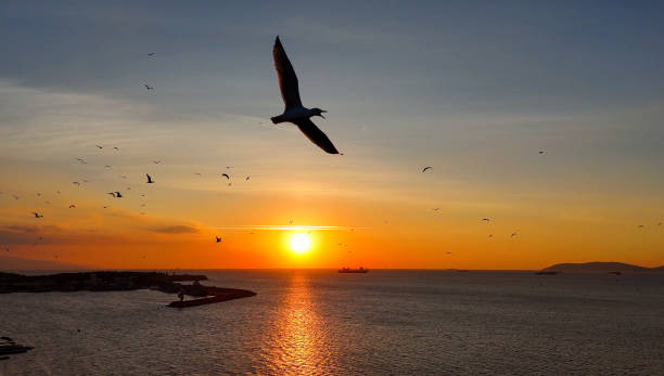 istock As the Sun Dips Below the Horizon, Seagulls Take Flight Over Istanbul's Majestic Waterfront  Photo - drone 2180990962