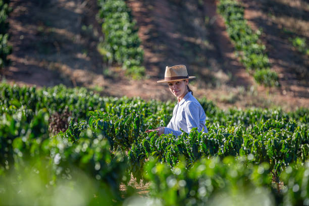 istock Farmers in coffee plantation 2180993274