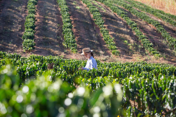 istock Farmers in coffee plantation 2180993906