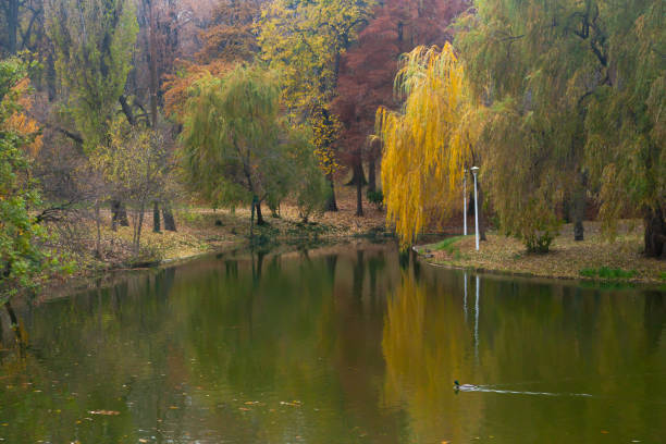 Peaceful autumn landscape featuring a calm lake surrounded by trees in shades of yellow, orange, and green. In the background, gentle hills and houses add depth to the scene, creating a serene and picturesque seasonal view.