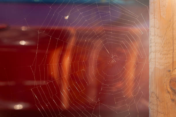 Spider web with caught midge on barkless wood on red background.