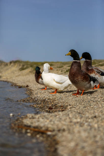 istock a couple of ducks are standing on the beach 2180996276