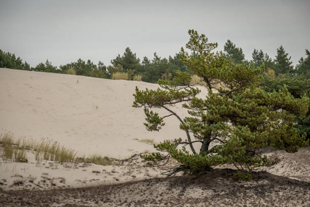 istock Survivors in Sand: Ancient Pines of the Baltic Dunes 2180998454
