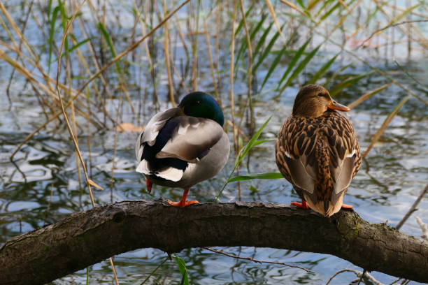 istock Lake Banyoles in autumn : the ducks 2180999078