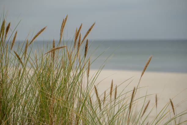 istock Sentinels of Sand: Baltic Dune Grasses in the Wind 2180999098