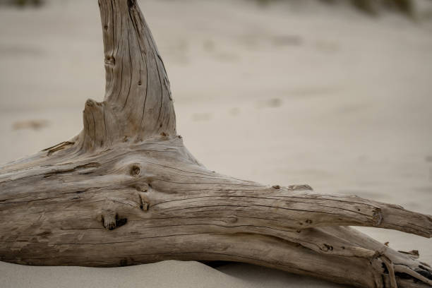 Sun-bleached driftwood pieces scatter across pristine sand like nature's art installation. Each weather-worn piece tells stories of sea journeys, sculpted by waves and time into beautiful beach treasures.
