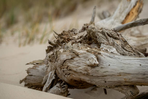 istock Driftwood Tales: Baltic Sea's Weathered Treasures 2180999335