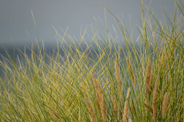 Bent grass on the shore of the Baltic Sea with white boat.