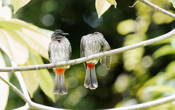 istock Shallow focus of Two red-vented Bulbul birds on a branch 2181000714
