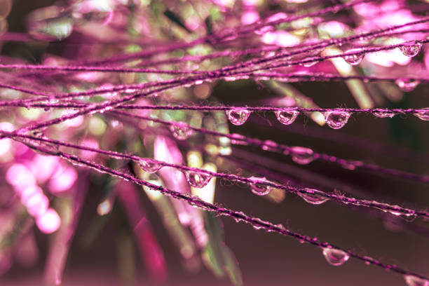 This macro photograph captures water droplets clinging to plant stems or thin branches, set against a background dominated by pink and purple hues. The droplets are in focus, showcasing their clarity and the way they refract light. The vibrant colors and intricate details make this image perfect for themes related to nature, water, and abstract art.