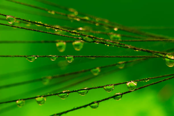 This macro photograph captures water droplets clinging to thin strands, set against a vibrant green background. The droplets vary in size and create a sparkling effect as they refract light. The intricate detail of the droplets and their interaction with light make this image perfect for themes related to nature, water, and abstract art.
