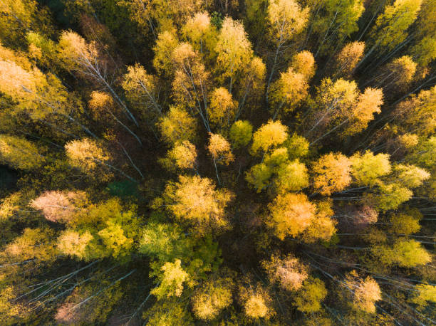 istock Photo texture background,aerial drone view, autumn birch colorful forest. 2181001203