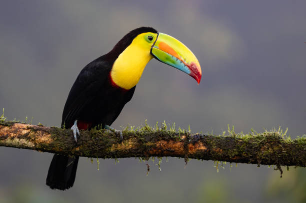 istock Toucan in Costa Rica 2181002046