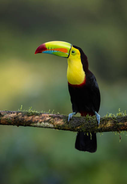istock Toucan in Costa Rica 2181002124