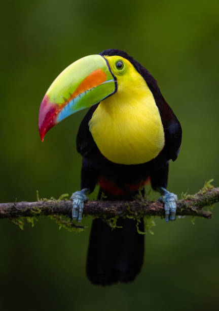istock Toucan in Costa Rica 2181002230