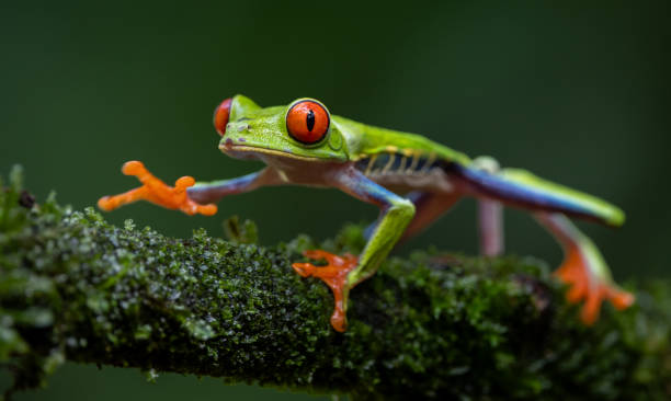 istock Red-eyed Tree Frog in Costa Rica 2181002232