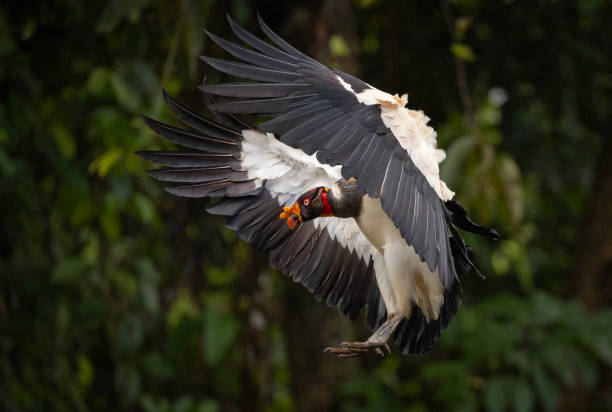 istock King Vulture in Costa Rica 2181002247
