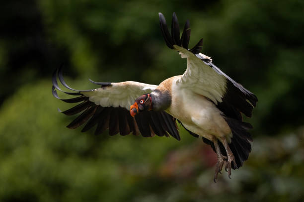 istock King Vulture in Costa Rica 2181002367