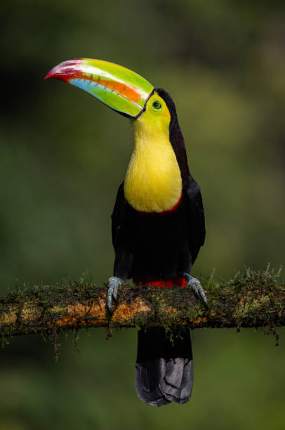 istock Toucan in Costa Rica 2181002517