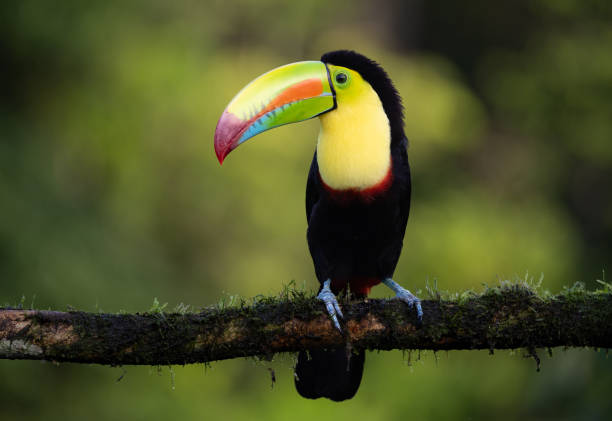 istock Toucan in Costa Rica 2181002521