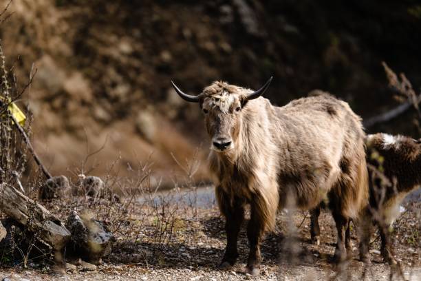 istock Yak in its natural mountain habitat 2181005667