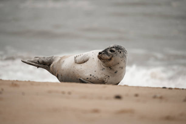 istock Young grey seal pup on a beach in Norfolk, UK 2181007059